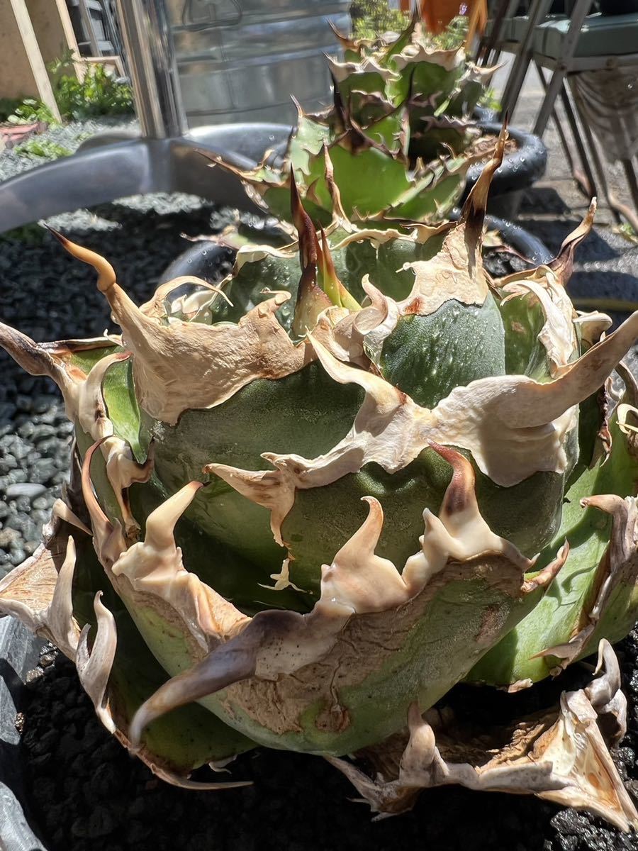 アガベ　チタノタ　白鯨　台湾　（オアハカ　オテロイ）