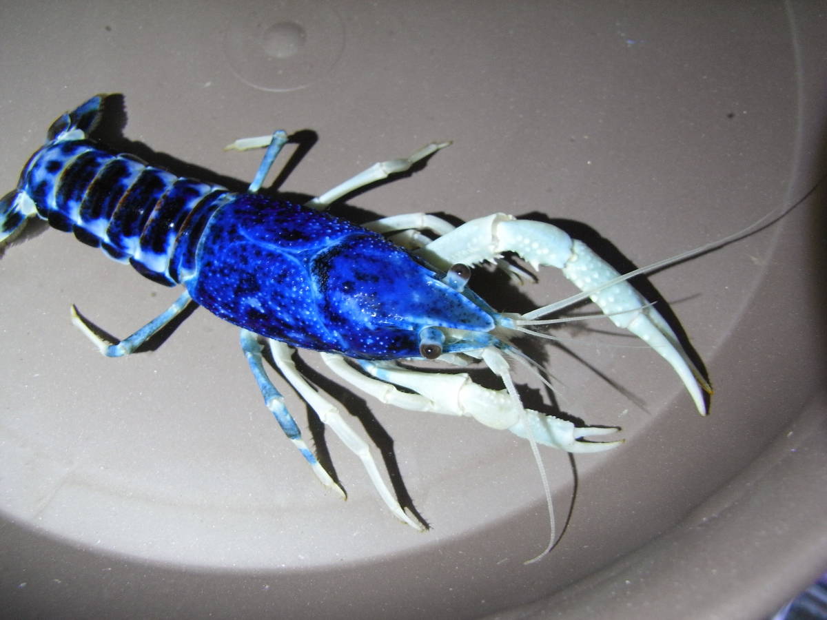 青系ゴーストザリガニ アメリカザリガニ 7.5cmくらい オス1匹の 