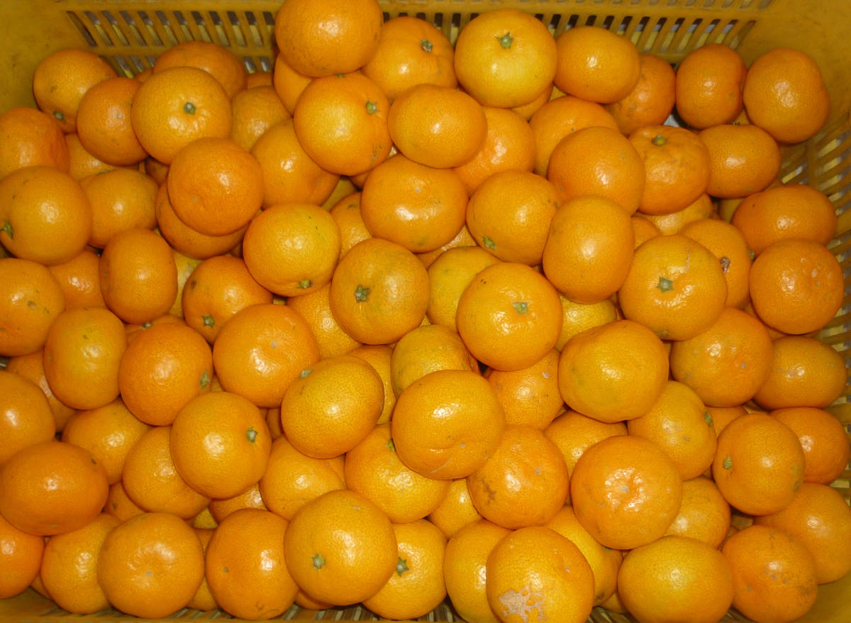 【送料無料】2S10k 和歌山　有田みかん　小玉　小粒 １０Kg 2Sサイズ 【生産者直送】