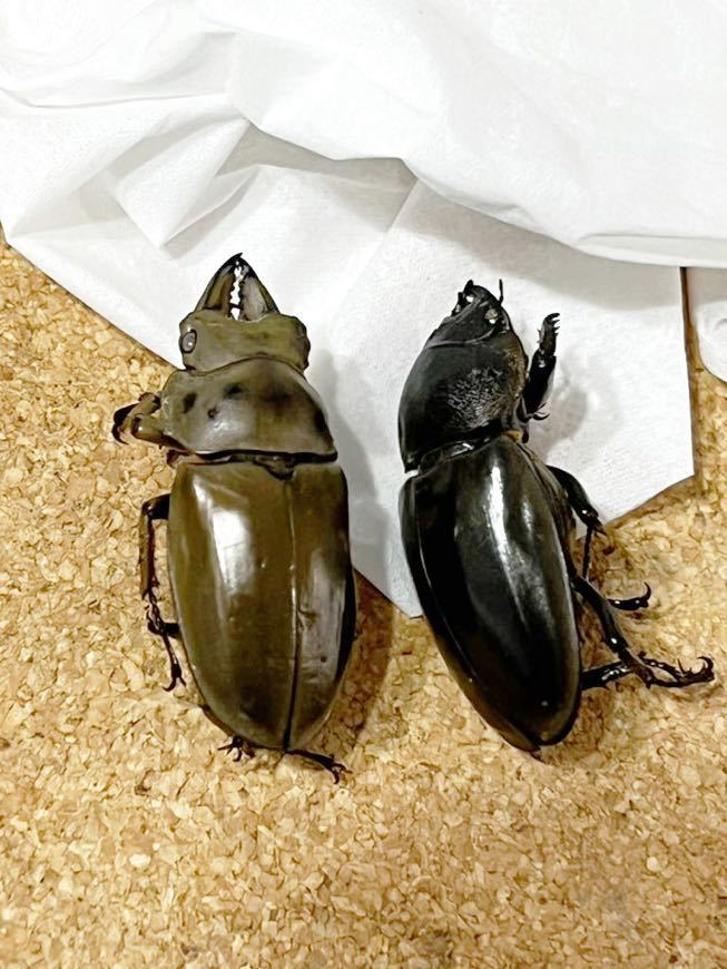 フルストルファーオウゴンオニ 標本用死虫 フルストルファー(外国産  