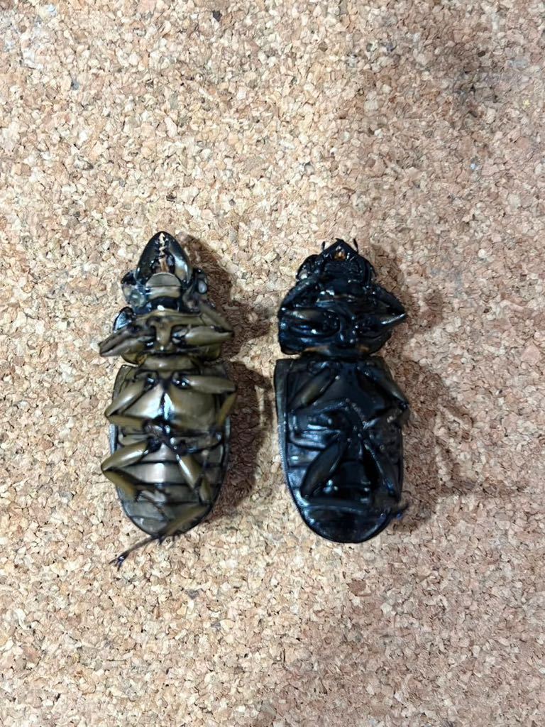 フルストルファーオウゴンオニ 標本用死虫 フルストルファー(外国産  