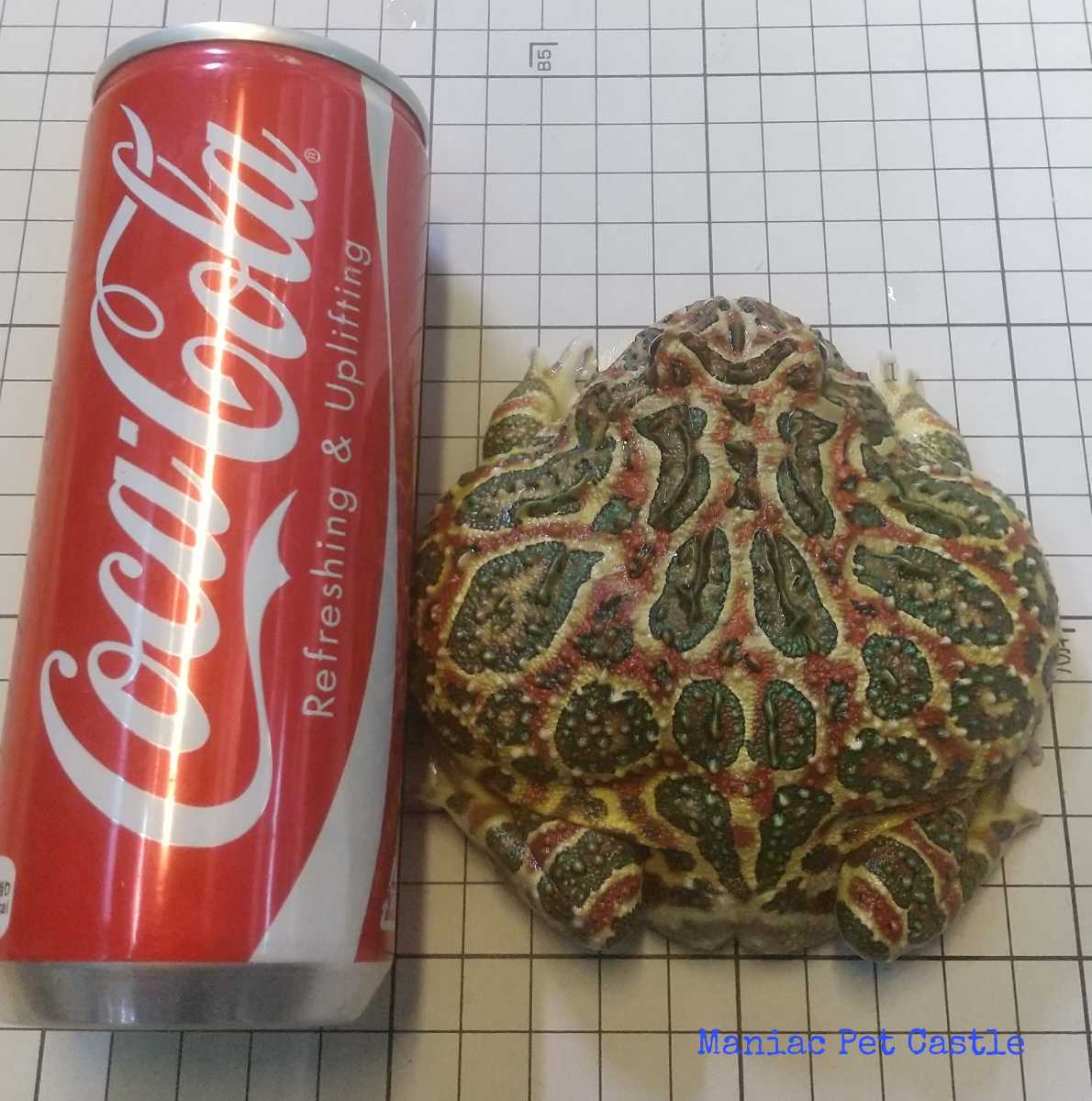 【いい赤色でてます！】 完全フルレッド ベルツノガエル 大サイズ約10㎝ ♀【ヤング個体！】