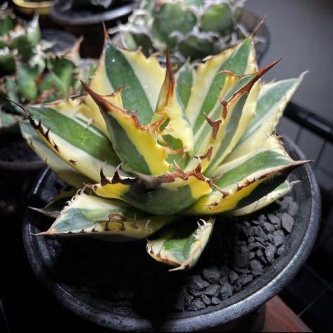 特選 アガベ スナグルトゥース 子株 抜き苗 暴牙 agave titanota 