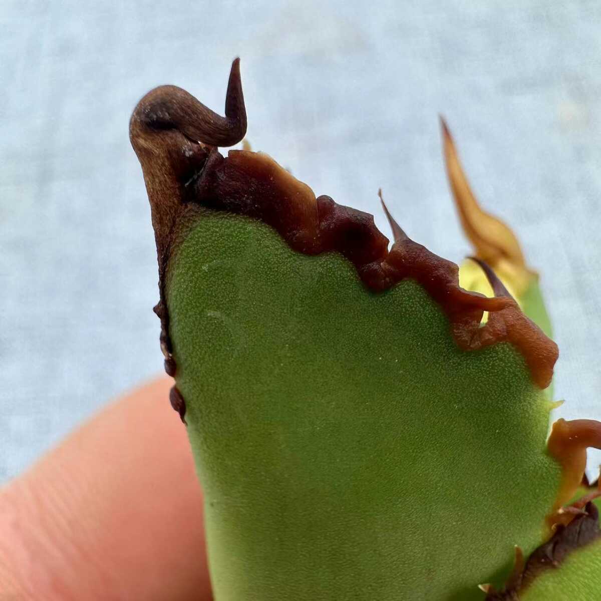 14厳選優良血統 アガベ チタノタ FO-076 強棘極上陽炎大子株