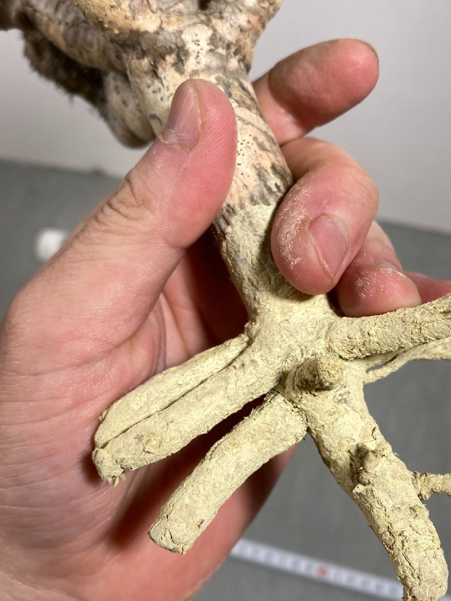 ス4650「現地株」ユーフォルビア ギラウミニアナ 抜き苗【2/3最新到着