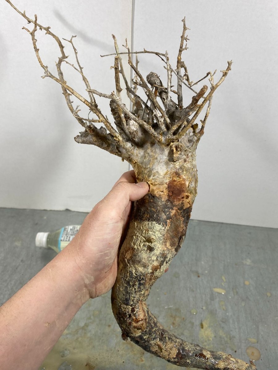 ス4732「現地」コミフォラ　フンベルティ　抜き苗【2/3最新到着・塊根植物・Commiphora humbertii・マダガスカル・コンミフォラ】