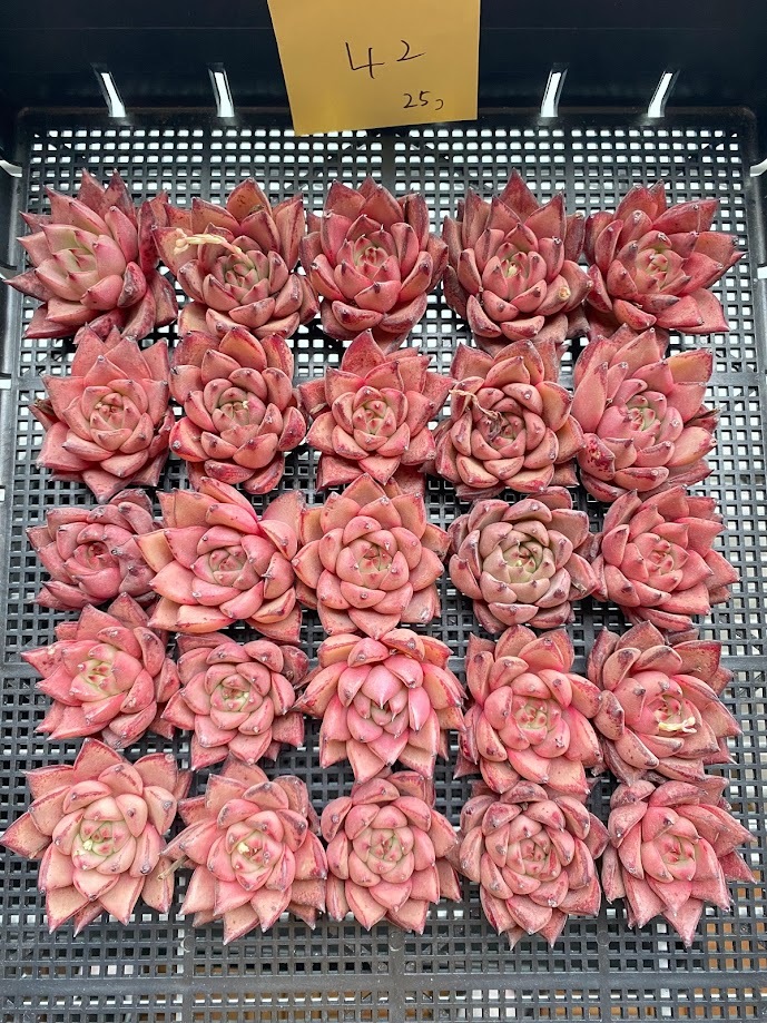 ブラッディーロメオ エケベリア Mサイズ 韓国苗 Echeveria 0131H