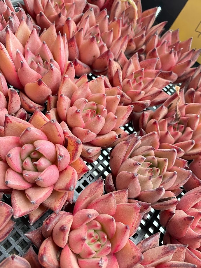 ブラッディーロメオ エケベリア Mサイズ 韓国苗 Echeveria 0131H