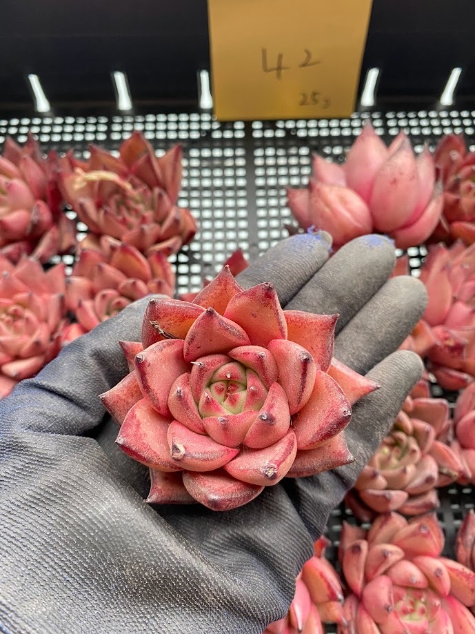 ブラッディーロメオ エケベリア Mサイズ 韓国苗 Echeveria 0131H