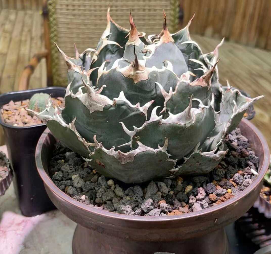 アガベ　吉祥天　2子株付き　抜き苗 アガベ 吉祥天錦 抜き苗発送 Agave parryi 【公式通販】