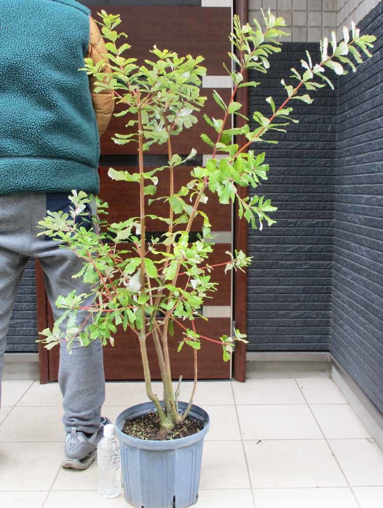 コーストバンクシア　９号 現品】超大株 コーストバンクシア 9号 s4番 園芸ネット本店｜[26年9