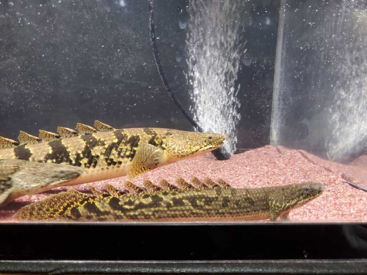 【激レアスネーク！】ポリプテルス　デルヘッジ　スネークバンド