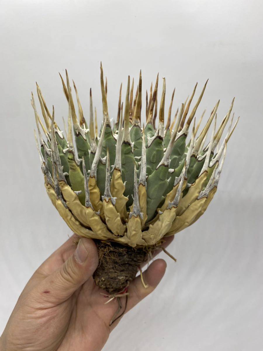 S216-11陽炎蕾形厚肉粗曲棘アガベ ユタエンシス /Agave utahensis 