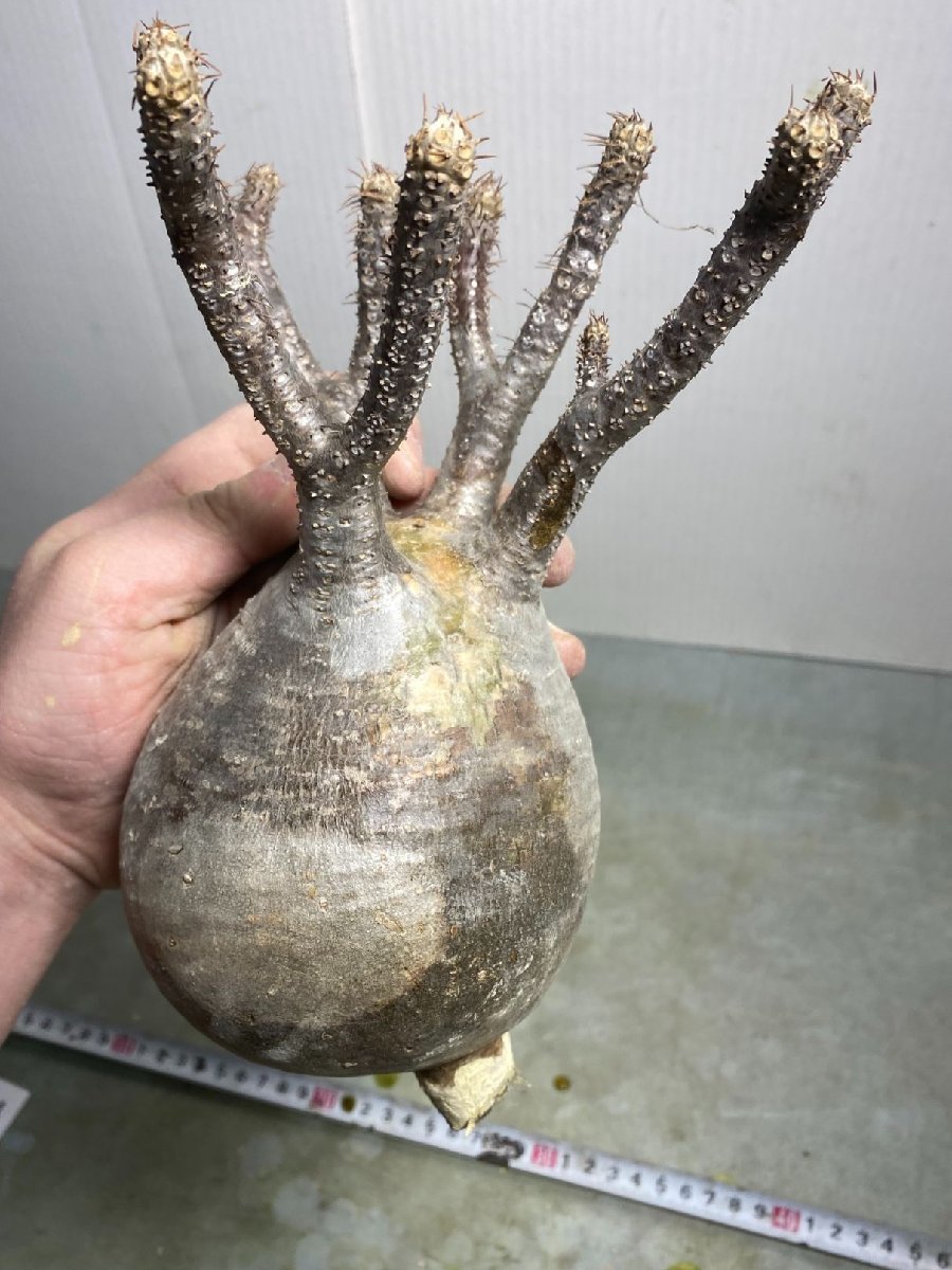 チ6364 「現地株」パキポディウム グラキリス M 抜き苗【マダガスカル・gracilius・根切り画像要確認・塊根植物】