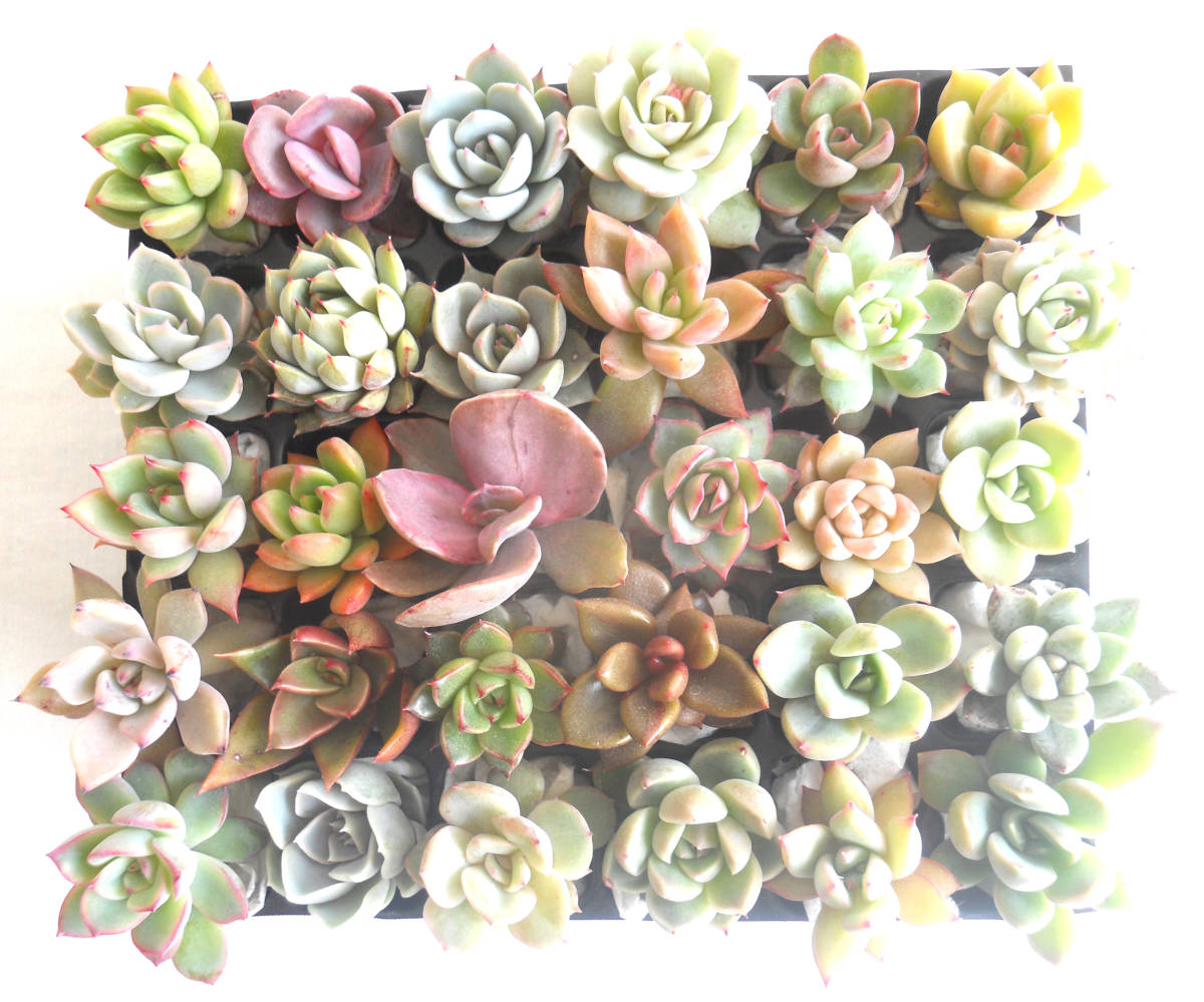 多肉植物 エンシノ錦 抜き苗 多肉植物 抜き苗 by エンシノ×ノバ るる農園