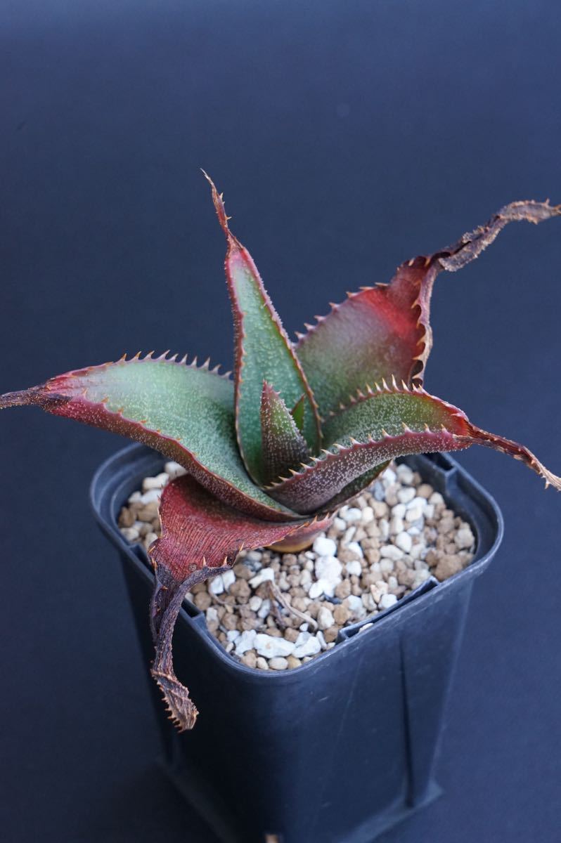 aloe thorncroftii アロエ ソーンクロフティ 実生(アロエ)|売買 aloe thorncroftii アロエ ソーンクロフティ 実生(アロエ)|売買