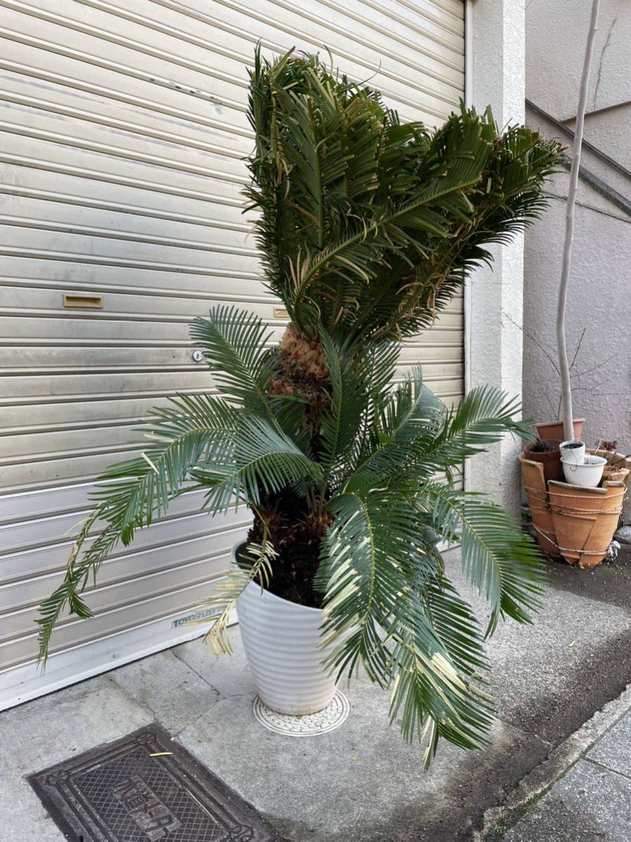 京都市 蘇轍 全高130cm そてつ 子株付 手渡し希望