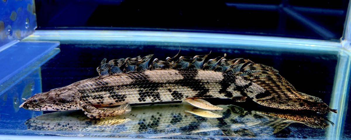 ポリプテルスエンドリケリーロングフィン約30cm