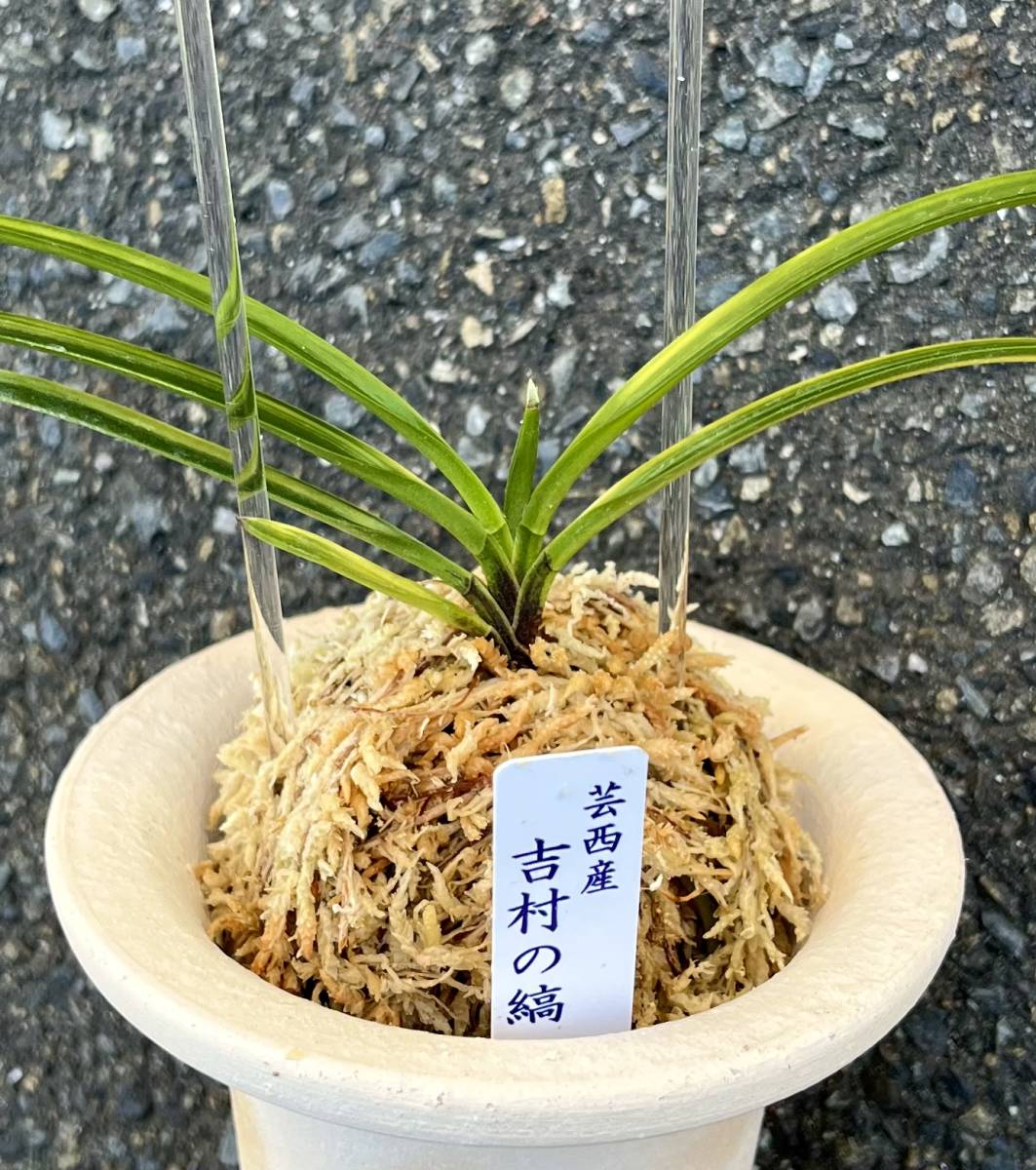 富貴蘭 高知県産山採り芸西産品種 吉村の縞 伝統園芸 東洋蘭 斑入り山