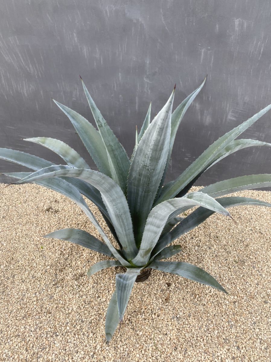 Agave americana v. oaxacensis アメリカーナ オアハカセンシス 大株 