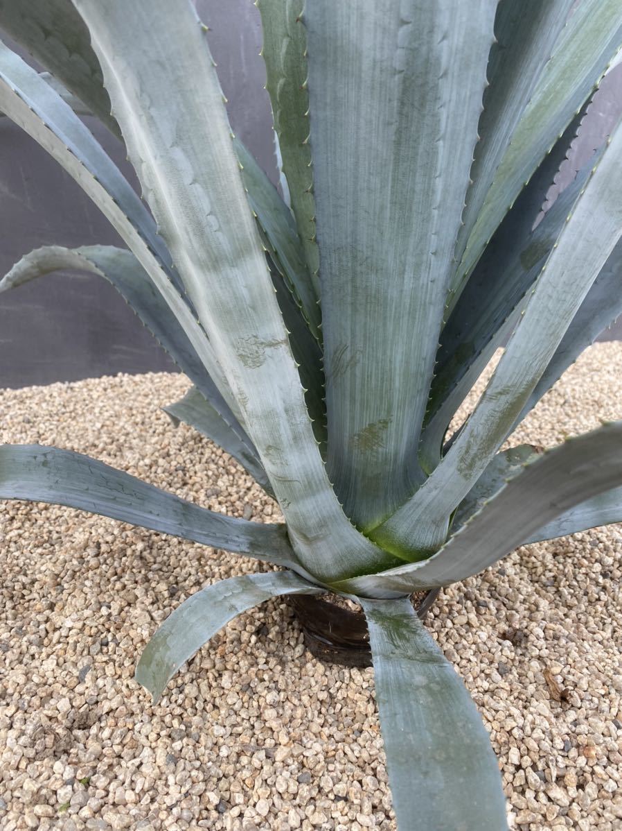 Agave americana v. oaxacensis アメリカーナ オアハカセンシス 大株 
