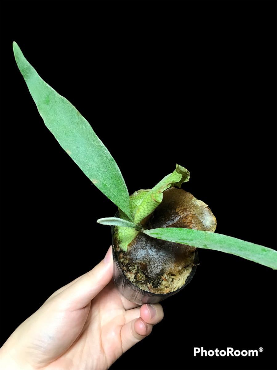 ビカクシダ ホワイトウィング （ベイチー×ウィリンキー） Platycerium