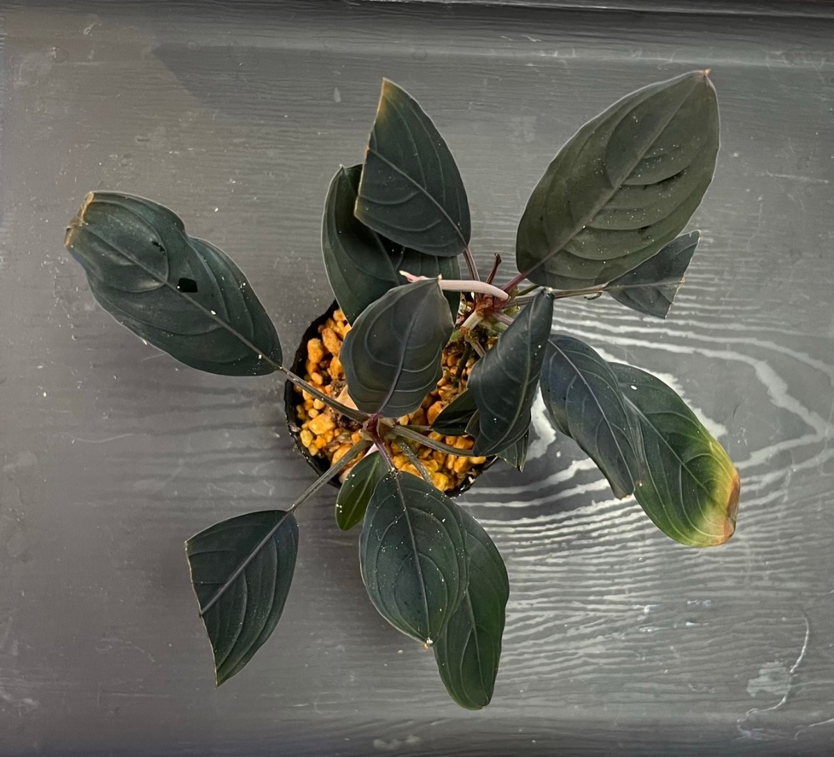 Bucephalandra kishii from Kapuas【AZ0420-6】