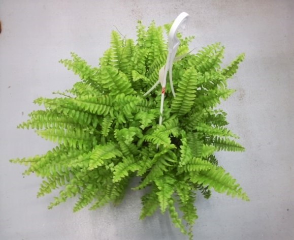 シダ　ツデー　ツディ　苗　観葉植物　ネフロレピス