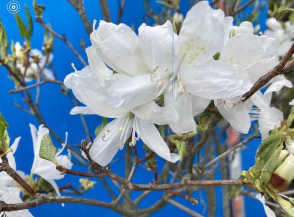 ハヤトミツバツツジ Rhododendron dilatatum var. satsumense 岩躑躅 