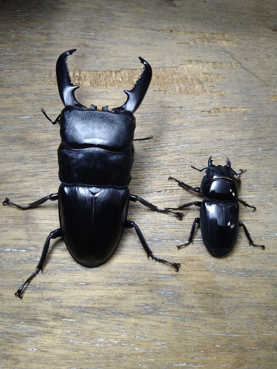 パラワンオオヒラタ ♂96mm ♀44mm