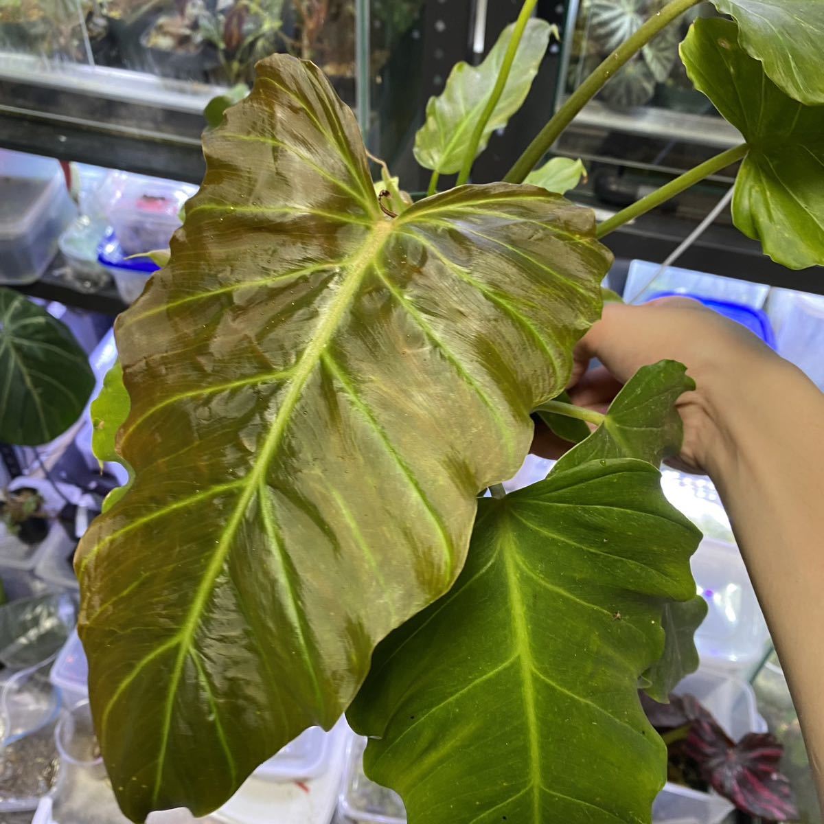 Philodendron corsinianum フィロデンドロン コルシニアナム サトイモ　アロイド