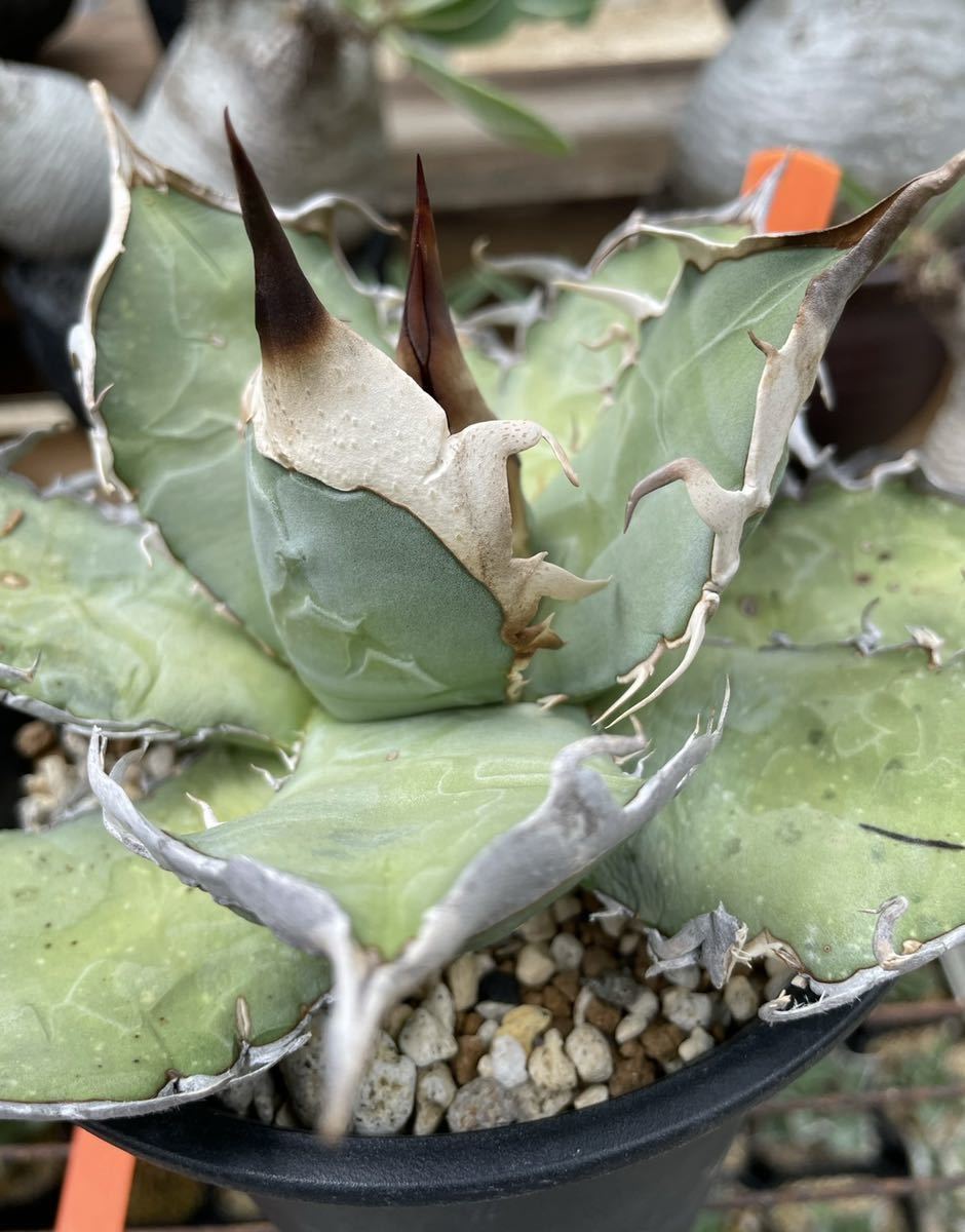 選抜 Agave oteroi 超強棘type 子株