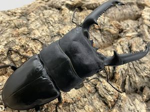 パラワンオオヒラタのYahoo!オークション(旧ヤフオク!)の相場・価格を