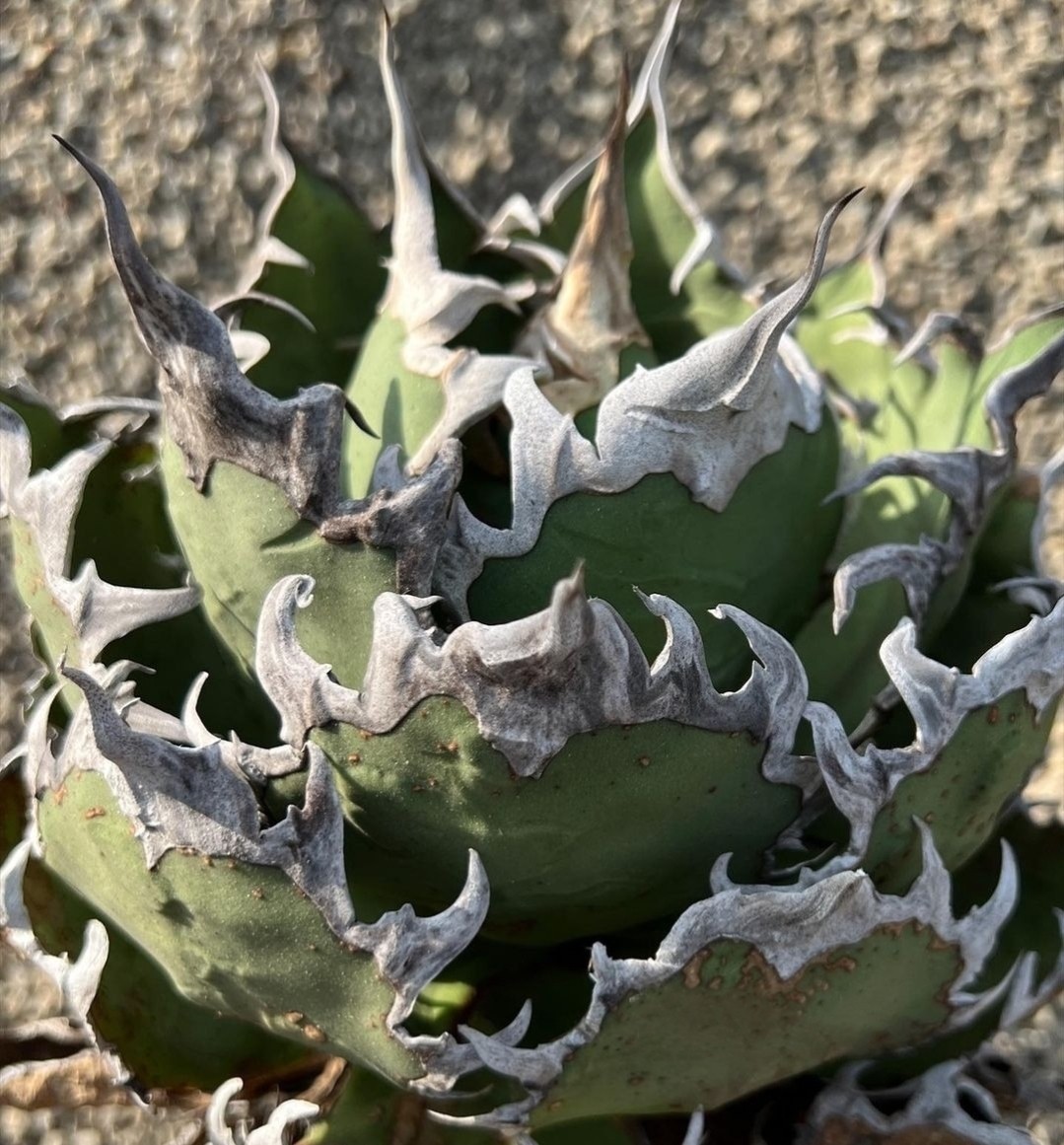 C511 アガベ チタノタ シーザー/検 赤猫 海王 白火焔 阿修羅 狂戦士 白鯨 フィリグリー スーパーチタノタ 悪魔くん 夕映厳竜 白犀牛 赤猫