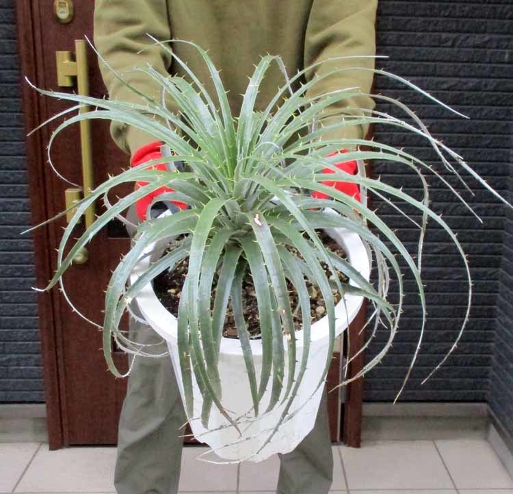 現品】プヤ・セルーレア 大株 puya coerulea 10号 Ⅱ 現品プヤ 現品】プヤ・セルーレア 大株 puya coerulea 10号 Ⅱ 現品プヤ