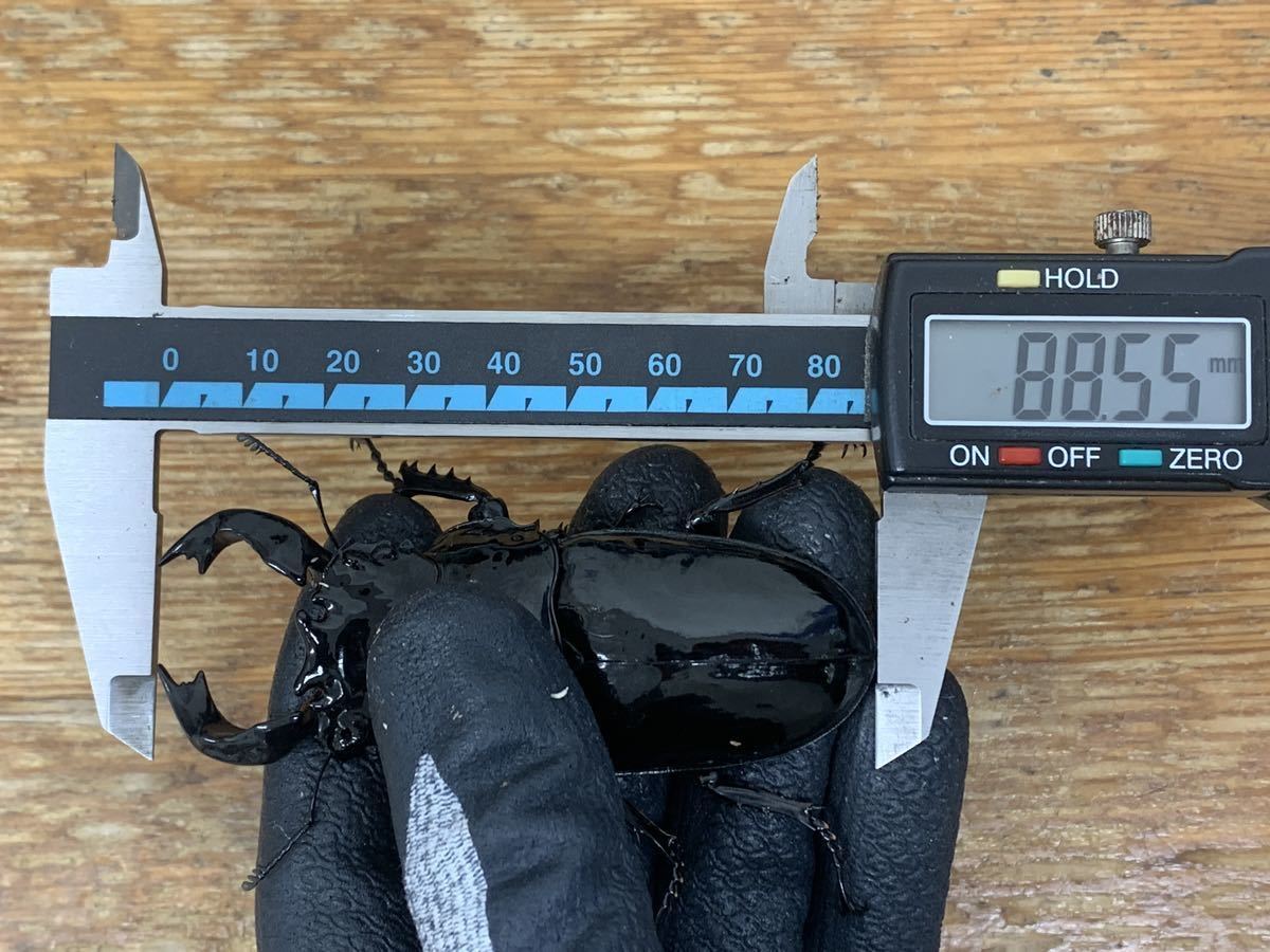 【raley】 タランドゥス 幼虫　6頭