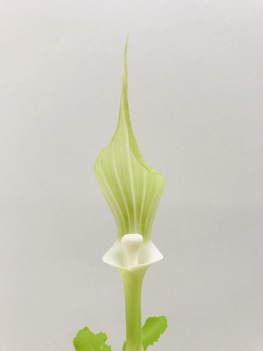 ★英晃園★　山野草　テンナンショウ　ユキモチソウ　素心花　素心花　０３　花付き　斑入り　韓国春蘭　野生蘭　富貴蘭　春蘭