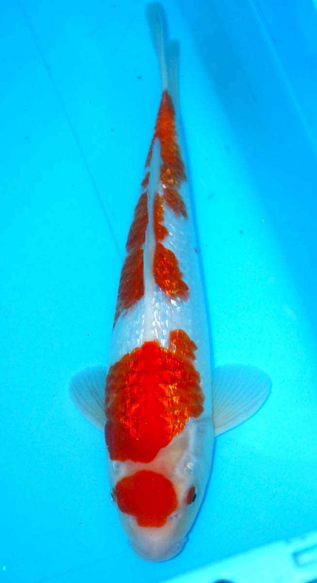 ☆妙高錦鯉　格安2歳魚市　15-4　銀鱗紅白　３４センチ　　優良個体☆