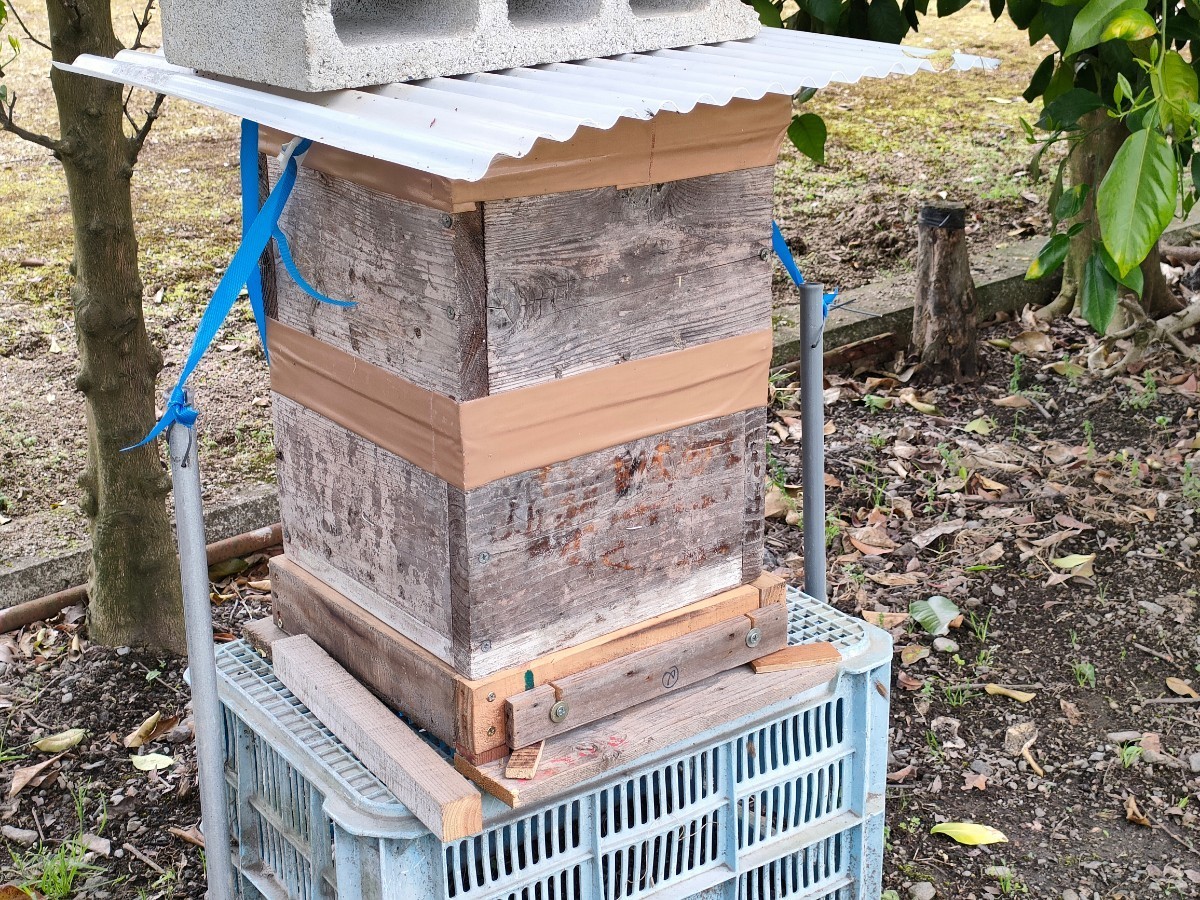 分蜂群、逃さず捕獲しました（勝負の瞬間） CAMPFIRE (キャンプ 