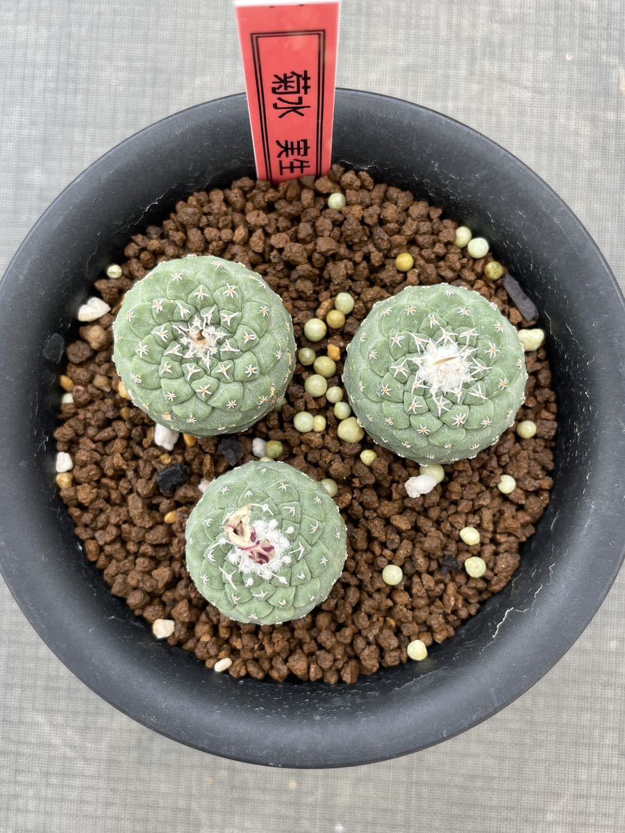M*0様 1083多肉植物 サボテン 菊水群生綴化 実生大苗 良形 M*0様 1083