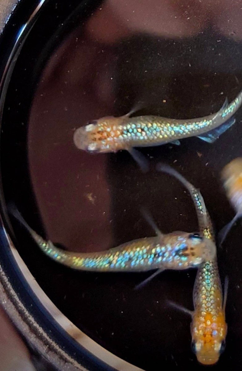 めだか畑和　種親『砂川めだか様』ユリシス3ペア色揚げ未