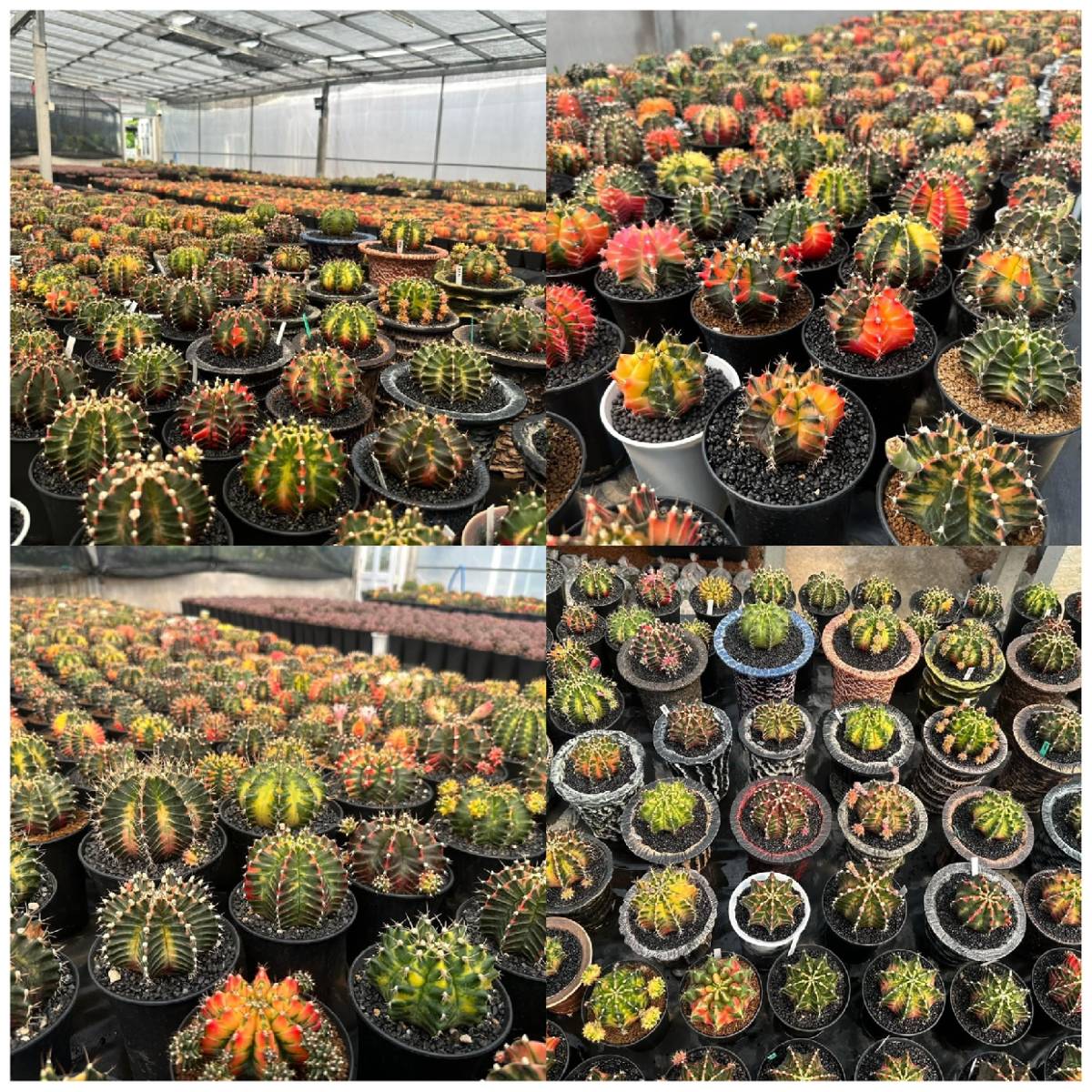 同梱可 ギムノカリキウム Gymnocalycium 種子 1000 粒 ミックス