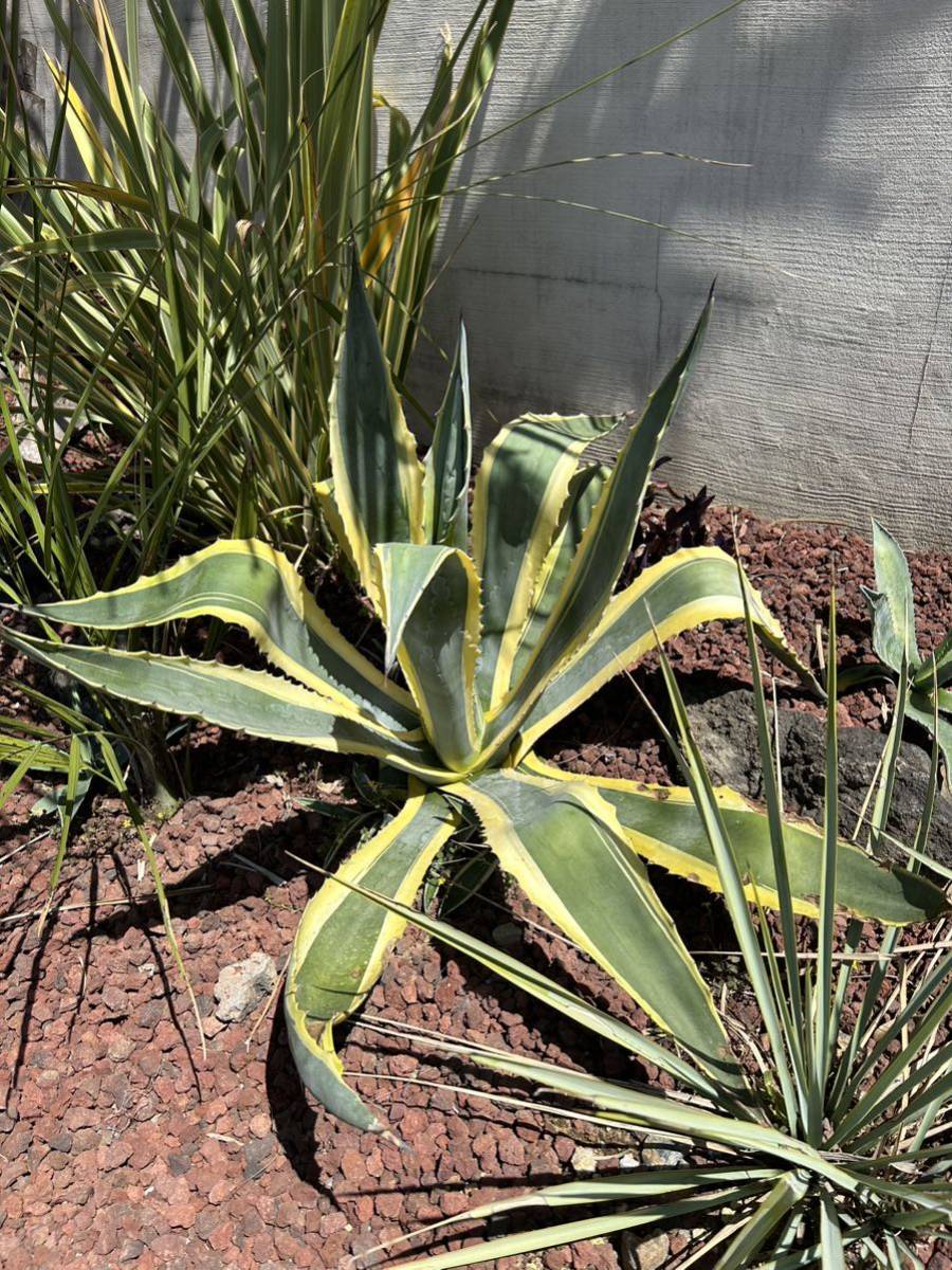 売り出し特注品 AGAVE アガベ アメリカーナ錦 アメリカーナ 斑入り