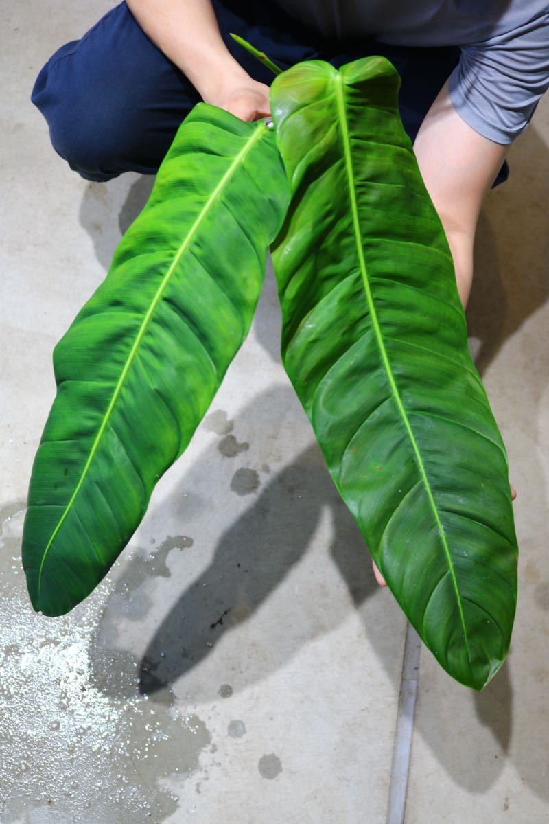 No.09/-TGK-/フィロデンドロン パトリシアエ/Philodendron Patriciae