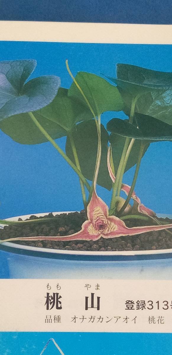 斑入り山野草　カンアオイ　登録銘品オナガ桃山花付き　　桃　８