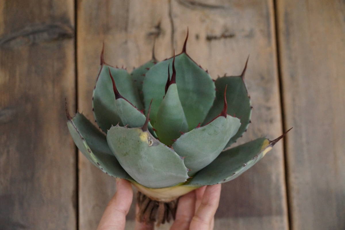 アガベ パリートランカータ 良株 抜き苗 Agave parryi var. truncata