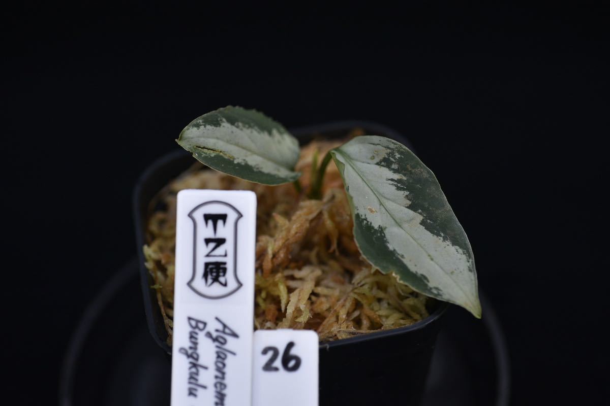 26. Aglaonema pictum Bungkulu Sumatra T-4112-1 アグラオネマ