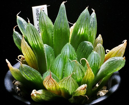 ハオルシア　H. indica　MH 14-331-3。 2.5号