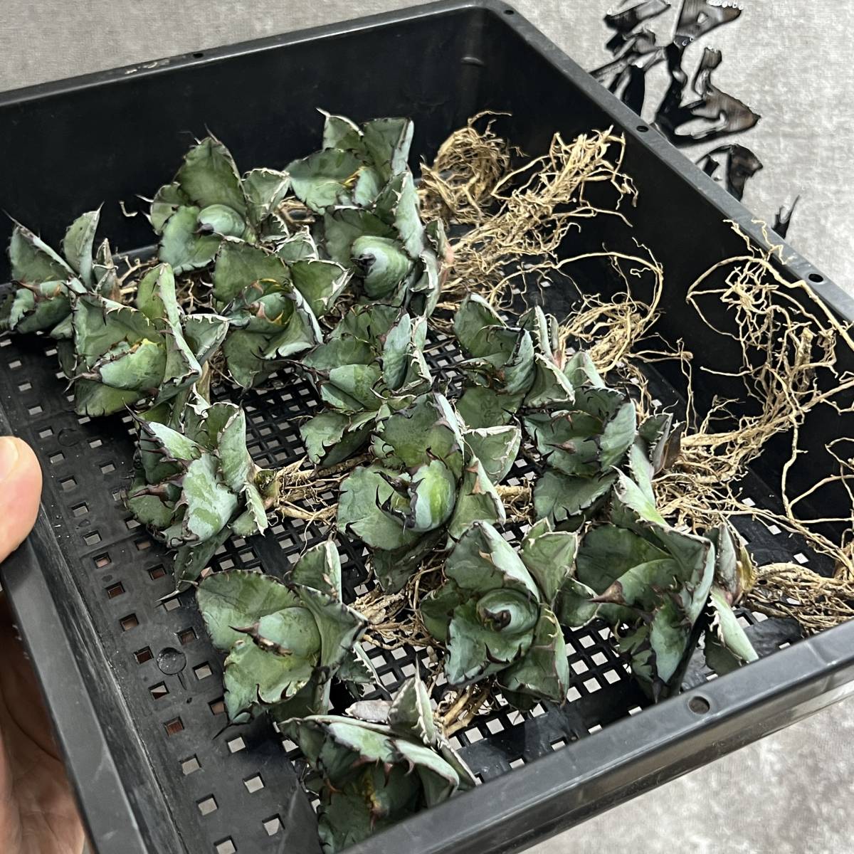 龍園觀】① № 189 特選 アガベ 多肉植物 チタノタ BB ブラックアンド