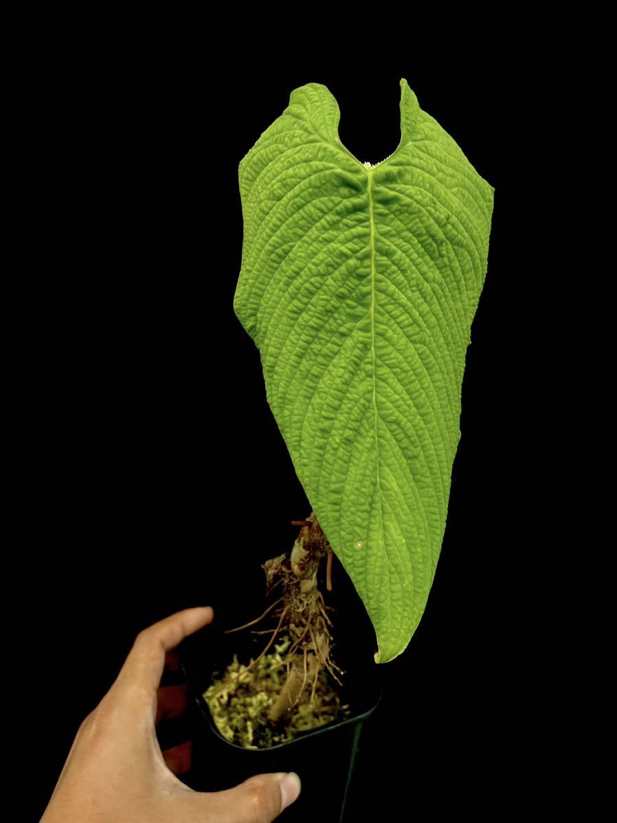 Philodendron corrugatum フィロデンドロン　GWセール